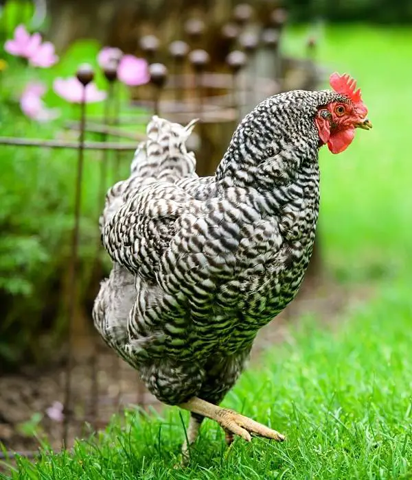 dominique chicken free-ranging