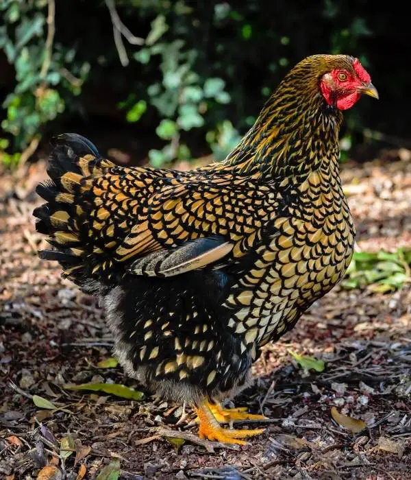 a wyandotte dual purpose and ornamental chicken breeds