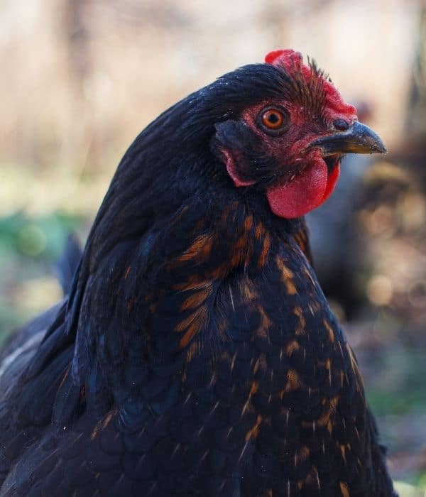 Difference Between Male and Female Black Sex-Link Chickens