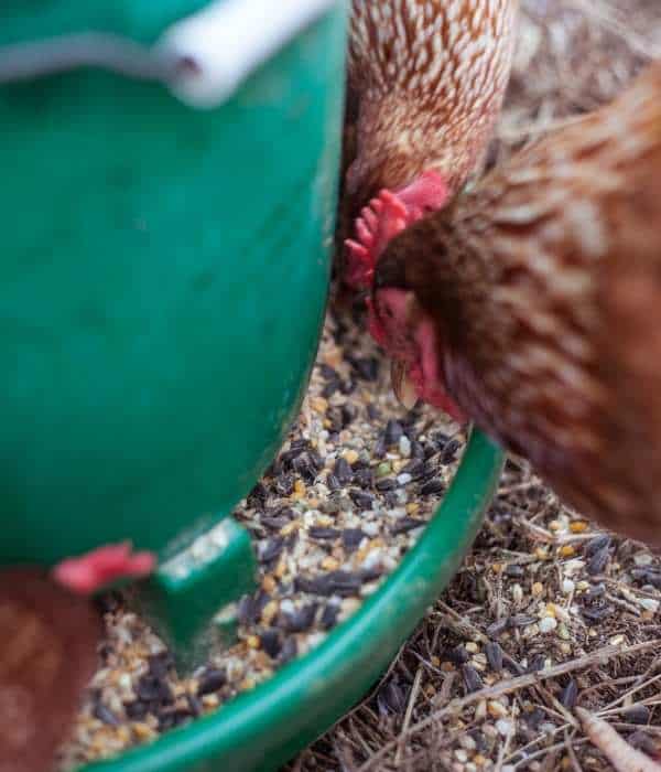 Chickens are feeding scratch grains in a feeder