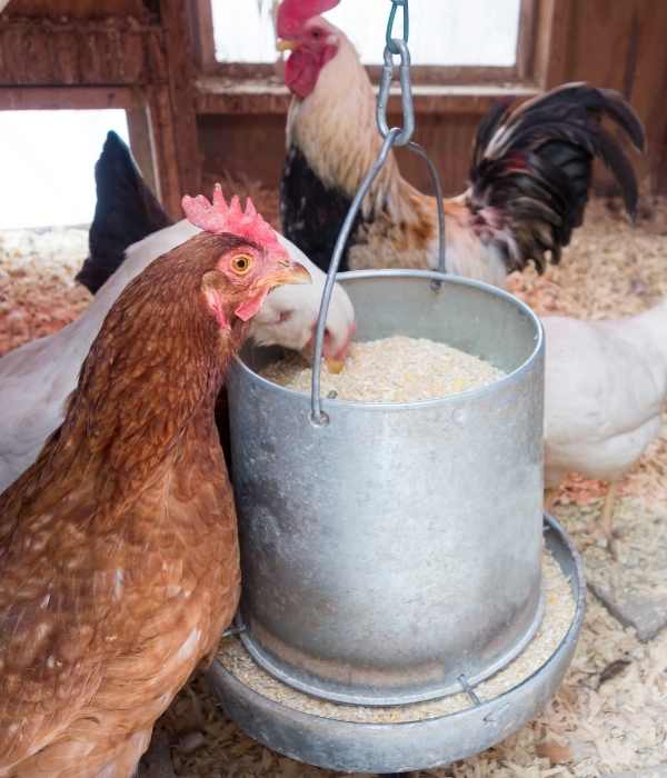 Benefits of Using a Galvanized Chicken Feeder