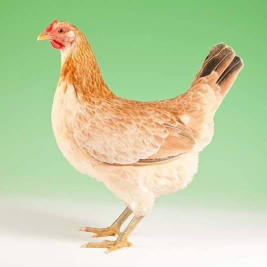 Marsh Daisy Chickens (Poultry Club) Dual Purpose Hen