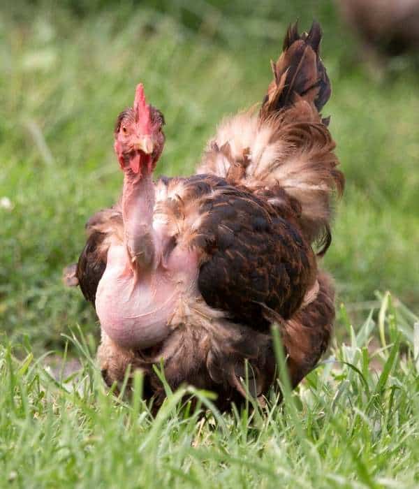 a naked neck turken chicken showing its crop or feed pouch