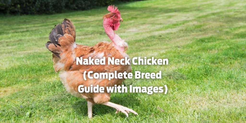 Naked Neck Chicken (Complete Breed Guide with Images)