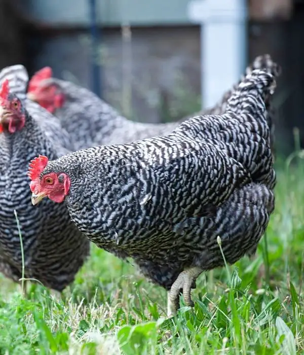 Barred Plymouth rocks are one of the best egg laying chickens