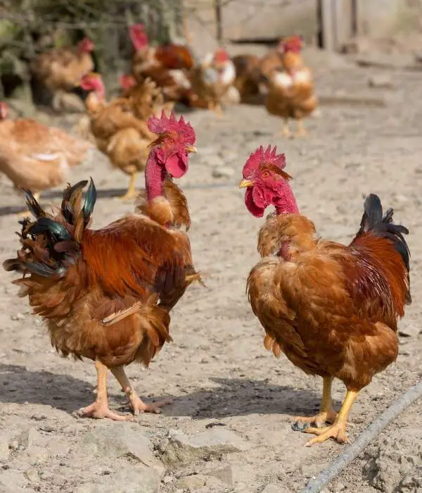 two naked neck chickens standing