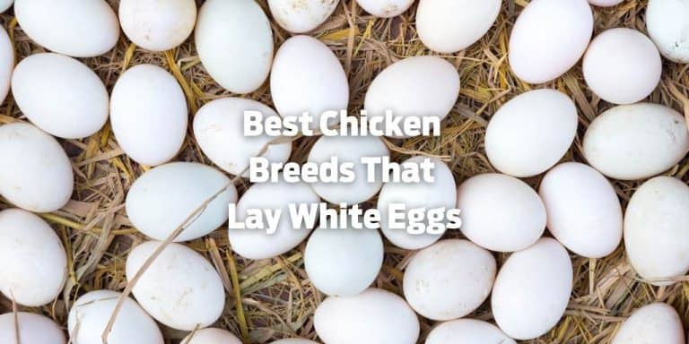 Top 7 Best Chicken Breeds That Lay White Eggs (with Images)