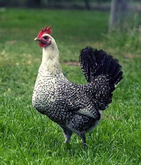 Egyptian Fayoumi chickens Dual purpose chicken breeds