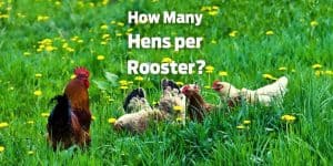 How Many Hens per Rooster? Perfect Ratio of Hens to Roosters