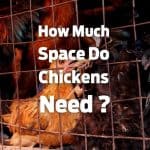 Let’s do some math to understand how much space chickens need for free ranging, inside coop, and run areas. 
