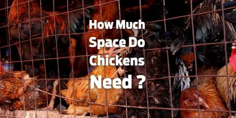 Let’s do some math to understand how much space chickens need for free ranging, inside coop, and run areas. 