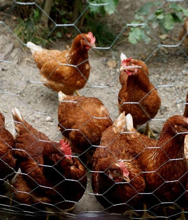chickens inside pen space
