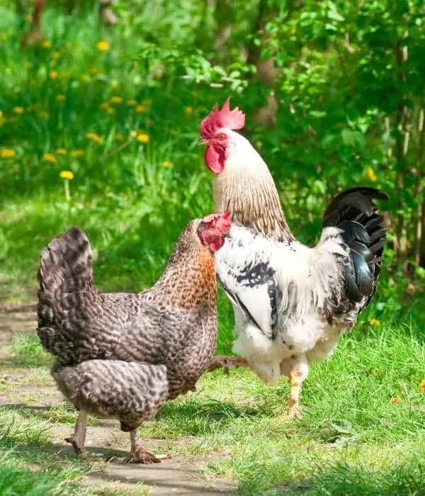 hen with rooster