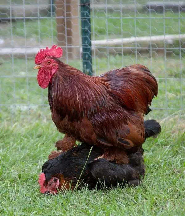 rooster mating with hen