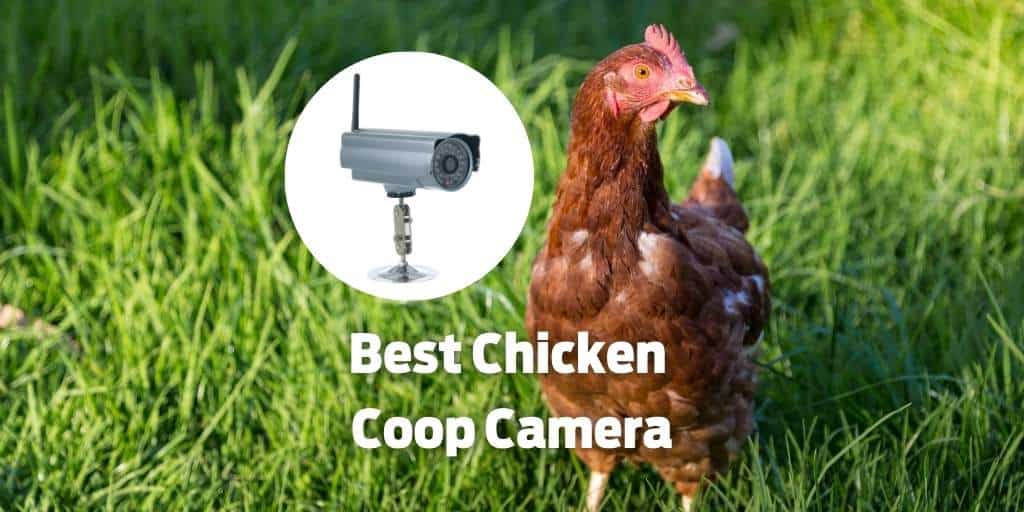 Best 7 Chicken Coop Camera for Safety and Surveillance