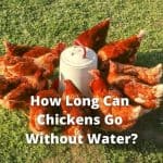 How Long Can Chickens Go Without Water?