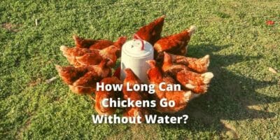 how long can a chicken live without water