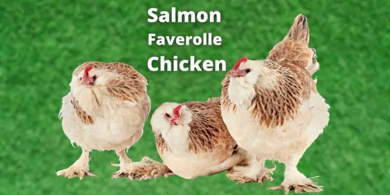 Salmon Faverolle Chicken Free Ranging