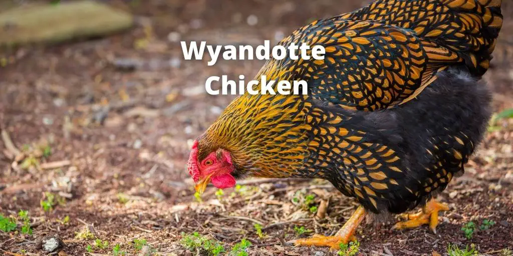 Wyandotte Chicken Breed Guide