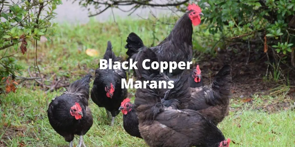 Black Copper Marans Chicken: Variety, Eggs, Size, Temperament, Pictures