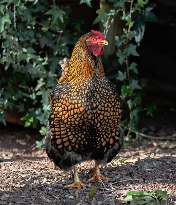 golden laced Wyandotte Chicken