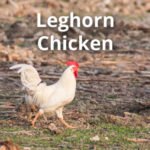 Leghorn Chicken Breed Guide: Variety, Size, Eggs, Facts, Pictures