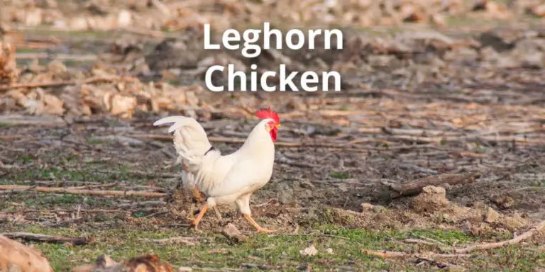 Leghorn Chicken Breed Guide: Variety, Size, Eggs, Facts, Pictures