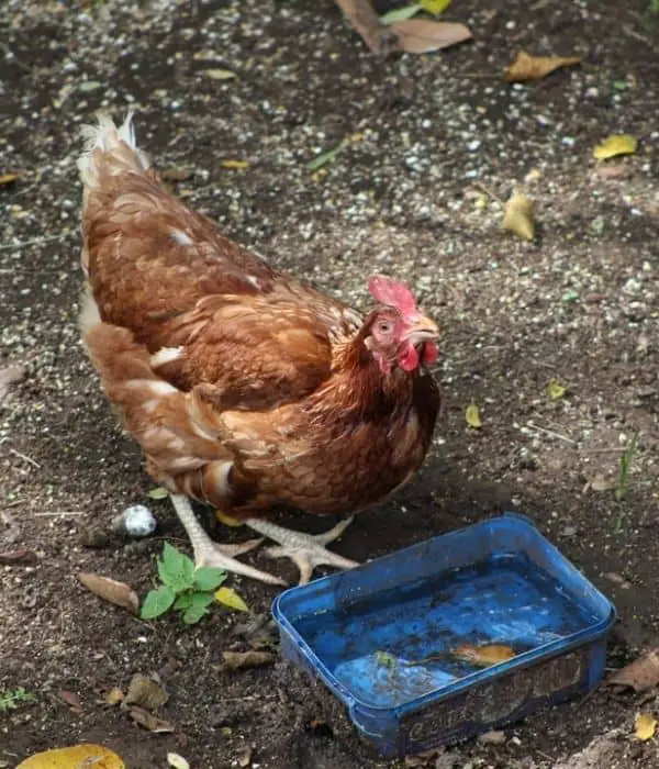 Golden comet chicken drinking water