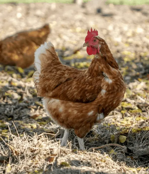 Golden Comet Chickens are one of the best large size egg laying chickens