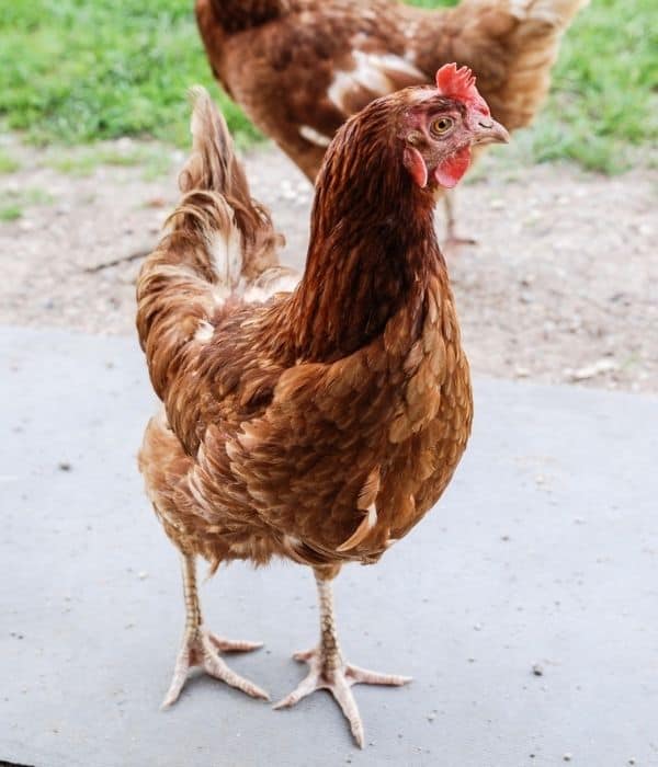 a golden comet hen yellow or buff color