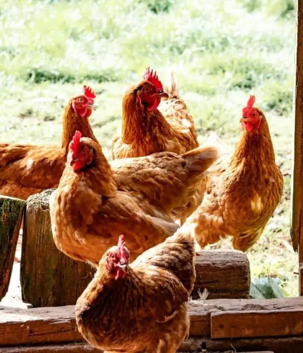 A group of Golden chicken inside coop