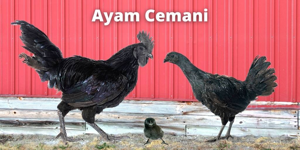 Ayam Cemani Chicken: Breed Info, Lifespan, Eggs, Size, Color