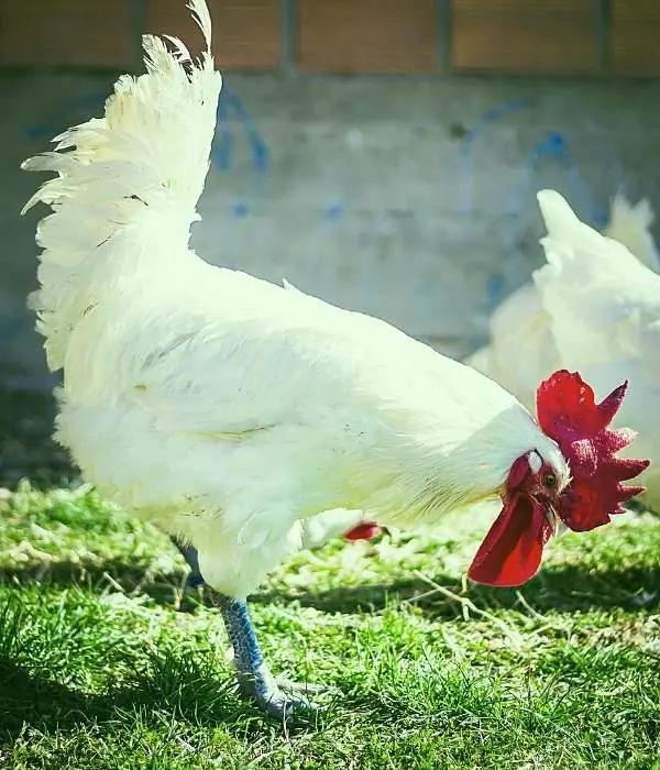 bresse chicken is another popular french chicken