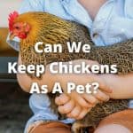 Can We Keep Chickens As Pets? With Pros and Cons