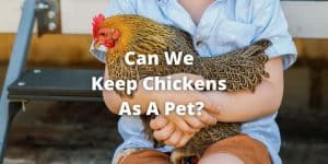 Can We Keep Chickens As Pets? With Pros and Cons