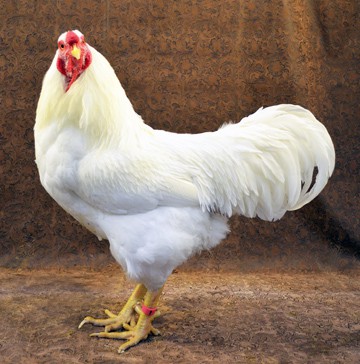 Chantecler Chicken