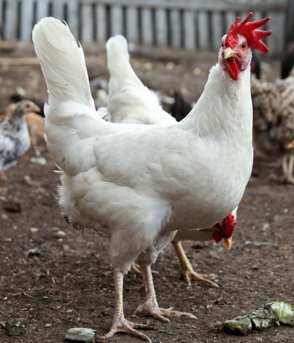 Cornish Cross Chicken