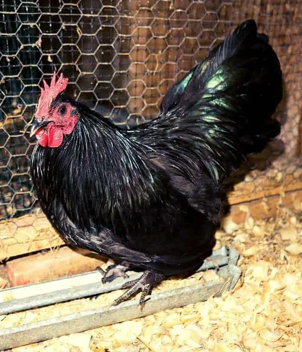 Top 17 Best Meat Chickens (Breed list with images)