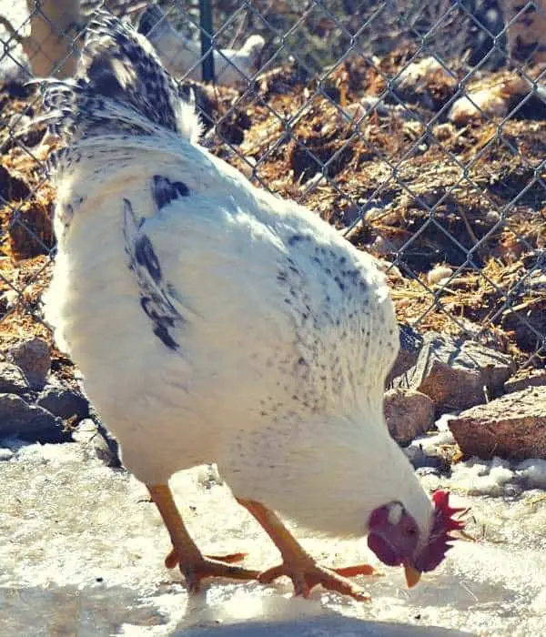 delaware rooster on snow cold weather