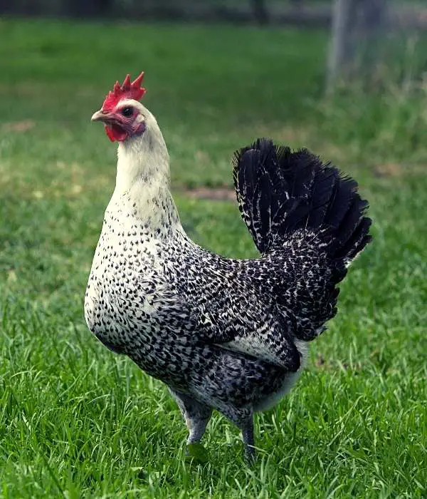 Egyptian Fayoumi Chicken