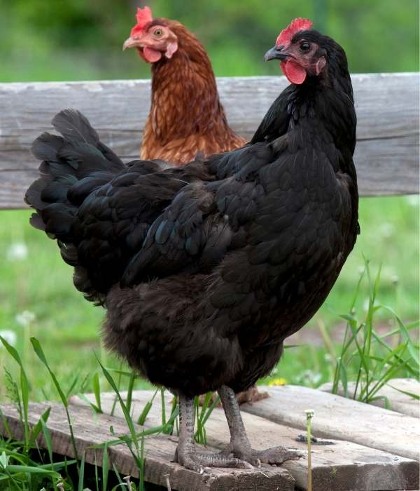 Jersey Giant Chicken Black hen best for meat