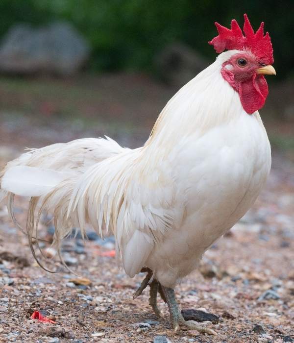 What is Leghorn chicken?