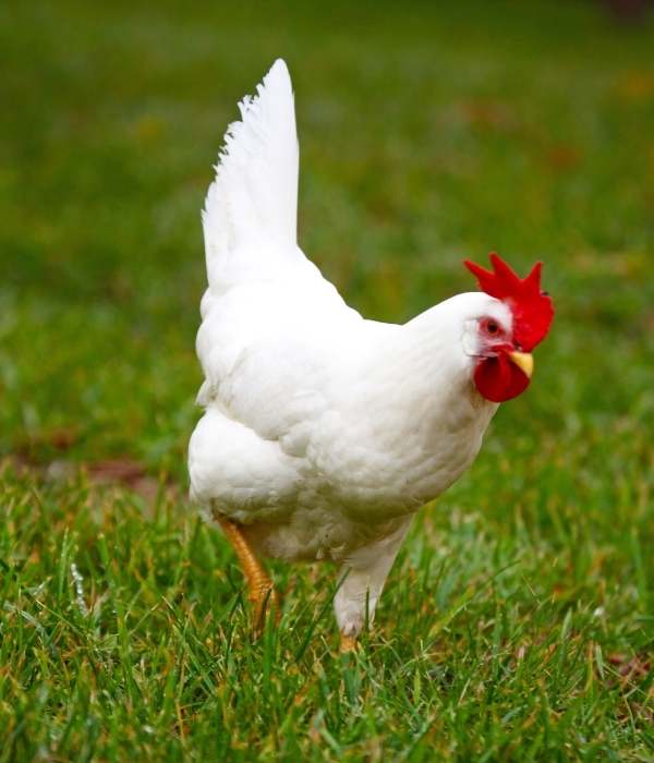 A white leghorn chicken