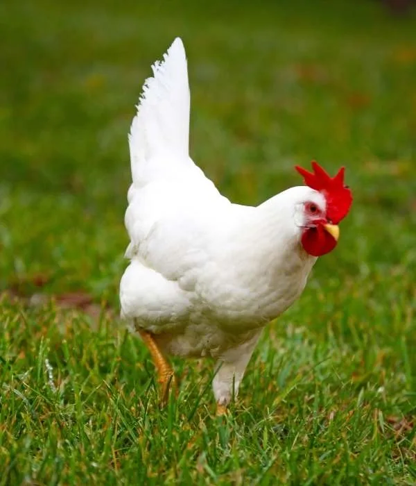 Top 11 French Chicken Breeds (With Pictures) 8 Leghorns are great chickens