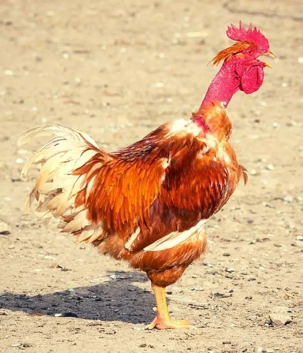 Turken (Naked Neck Chicken) a Good Meat Chicken Breed