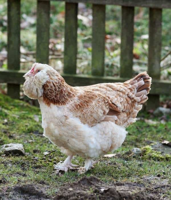 A unique look friendly chicken with mustache and fluffy feathers on head and face