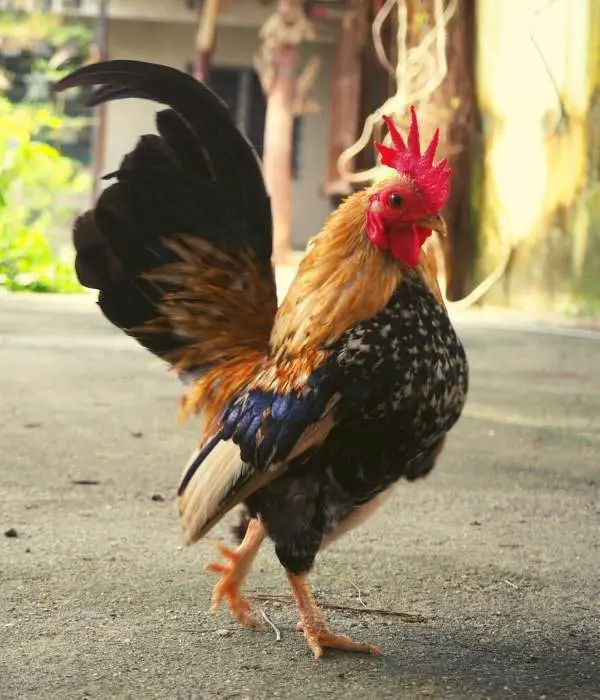 Serama Rooster in Standing
