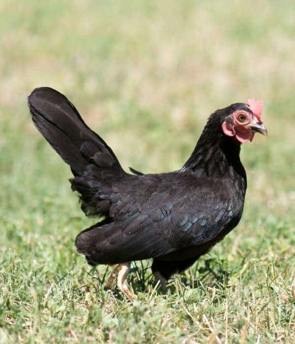 Black Serama Chicken in Grass Land