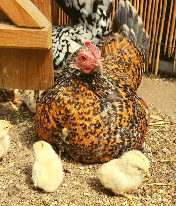 Serama Chicken (Hen with Chicks)