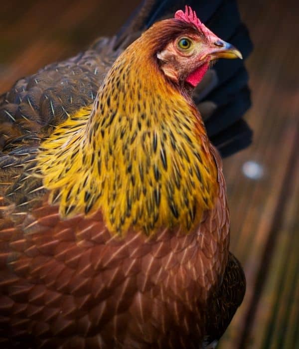 A welsummer hen looking left